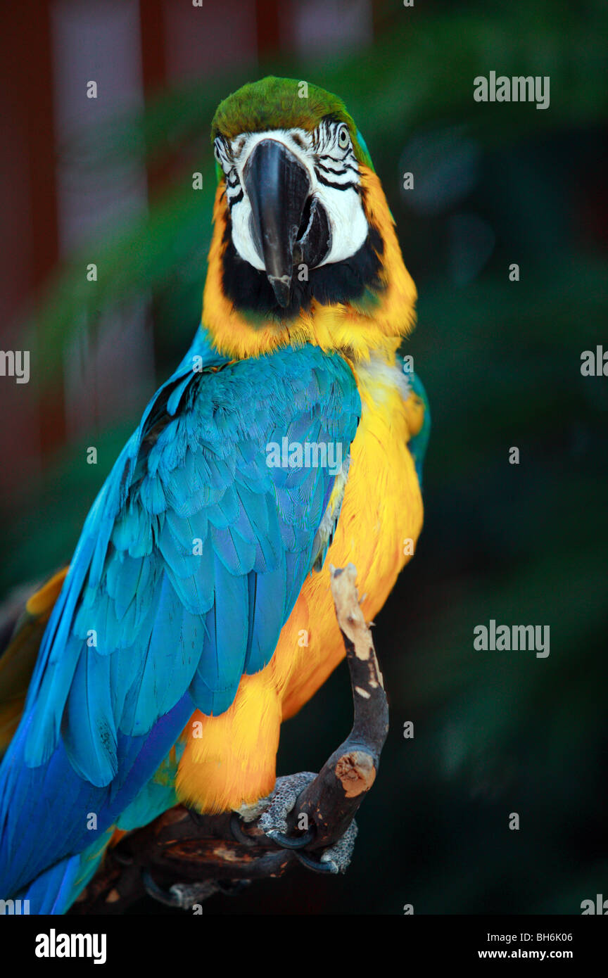 Vista di un Blu e Oro Macaw al Cougar Mountain Zoological Park, Issaquah, Washington, Stati Uniti d'America Foto Stock