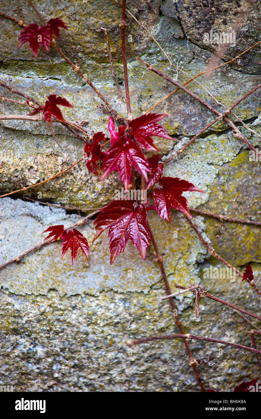 Foglie d'edera su un muro di pietra a Kennebunkport, Maine Foto Stock