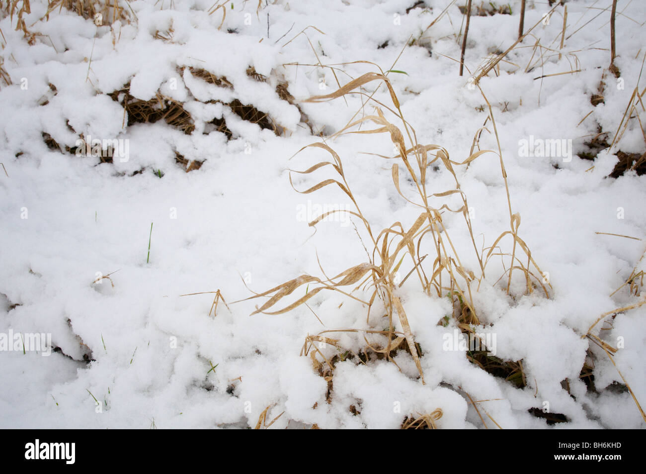 Bosco innevato scena inverno in Leicestershire Foto Stock