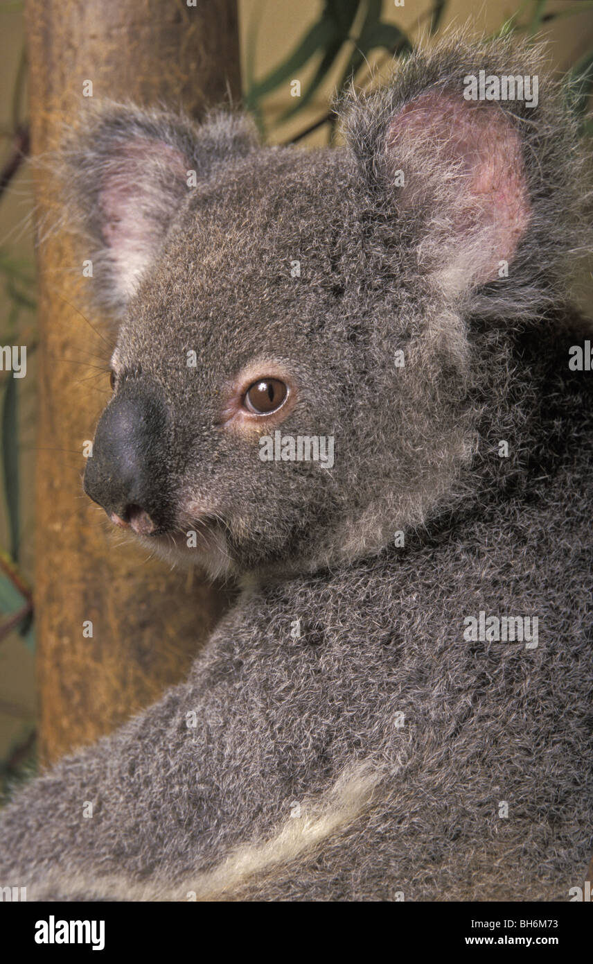 Un KOALA IN REMISSIONE attende il rilascio nuovamente nel selvaggio, MOGGILL OSPEDALE KOALA, AUSTRALIA, OCEANIA Foto Stock