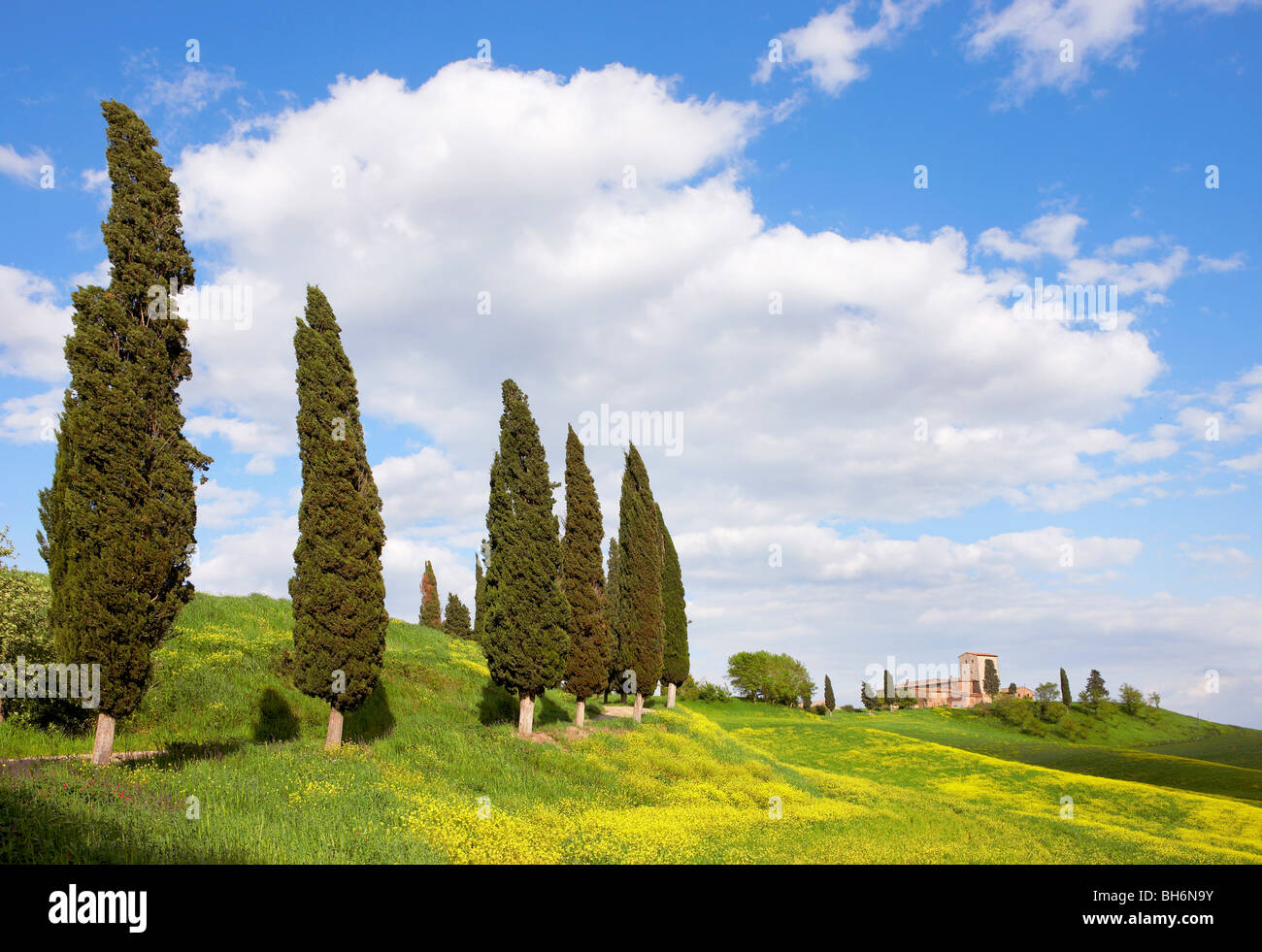 Crete senesi in primavera Foto Stock