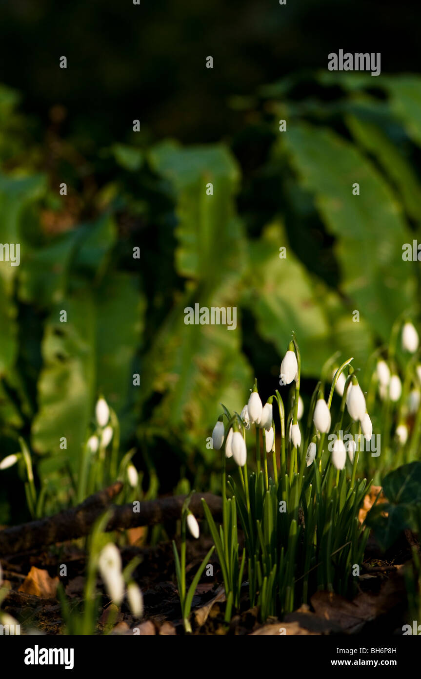 Snowdrops iniziando a fiore nel bosco di Painswick Giardino rococò in Cotswolds Foto Stock