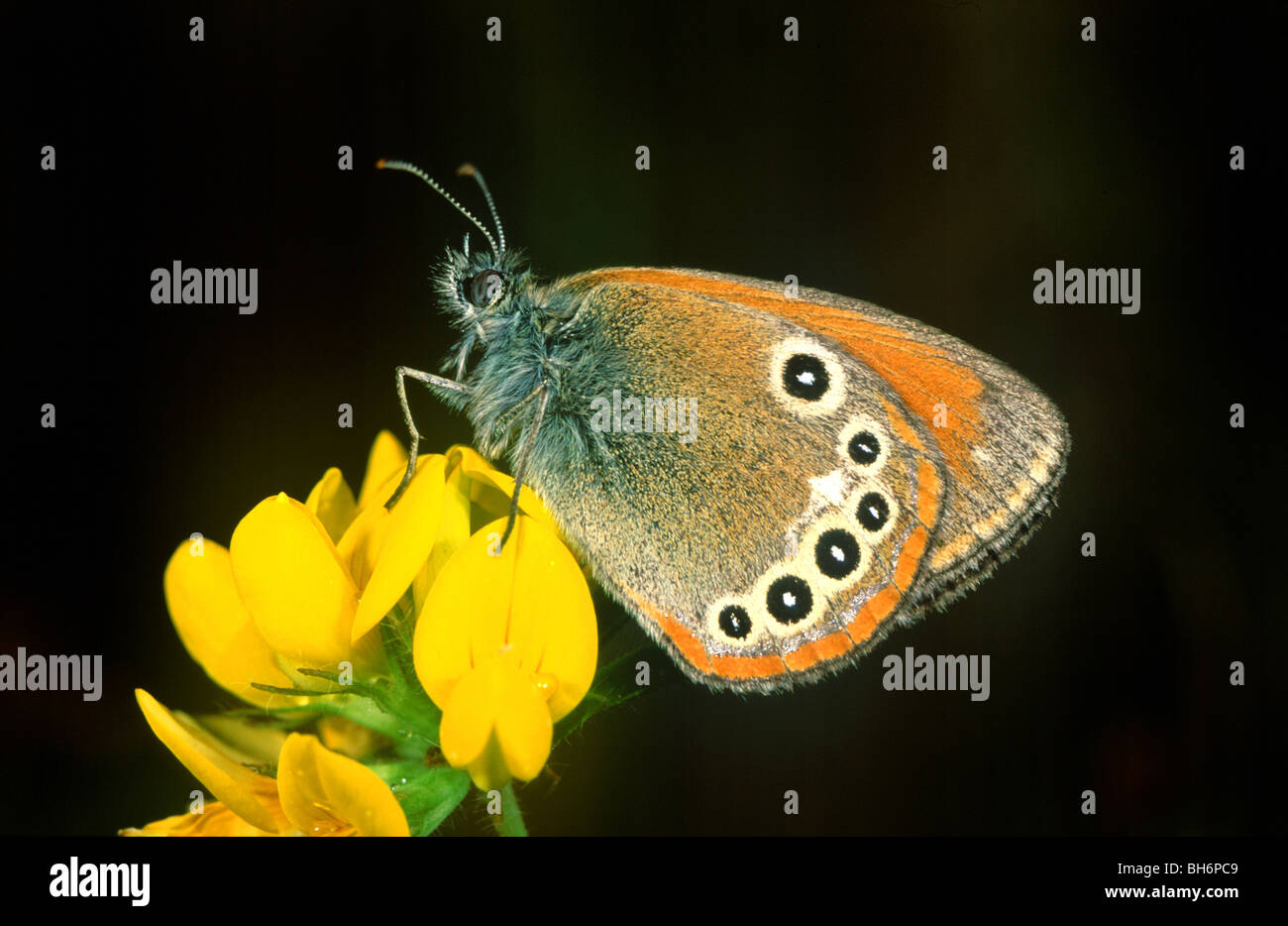 Lo spagnolo Heath (Coenonympha iphioides) Foto Stock