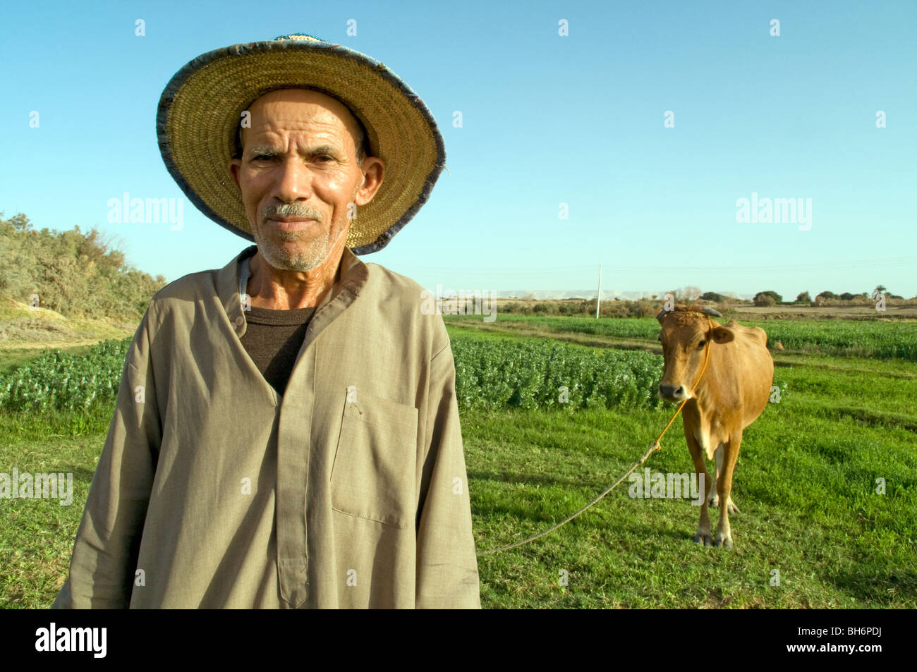 Un vecchio contadino egiziano in un cappello di paglia e la sua mucca vicino alla città sahariana di Al Qasr in Dakhla Oasis, situato nel Deserto Occidentale Regione in Egitto. Foto Stock