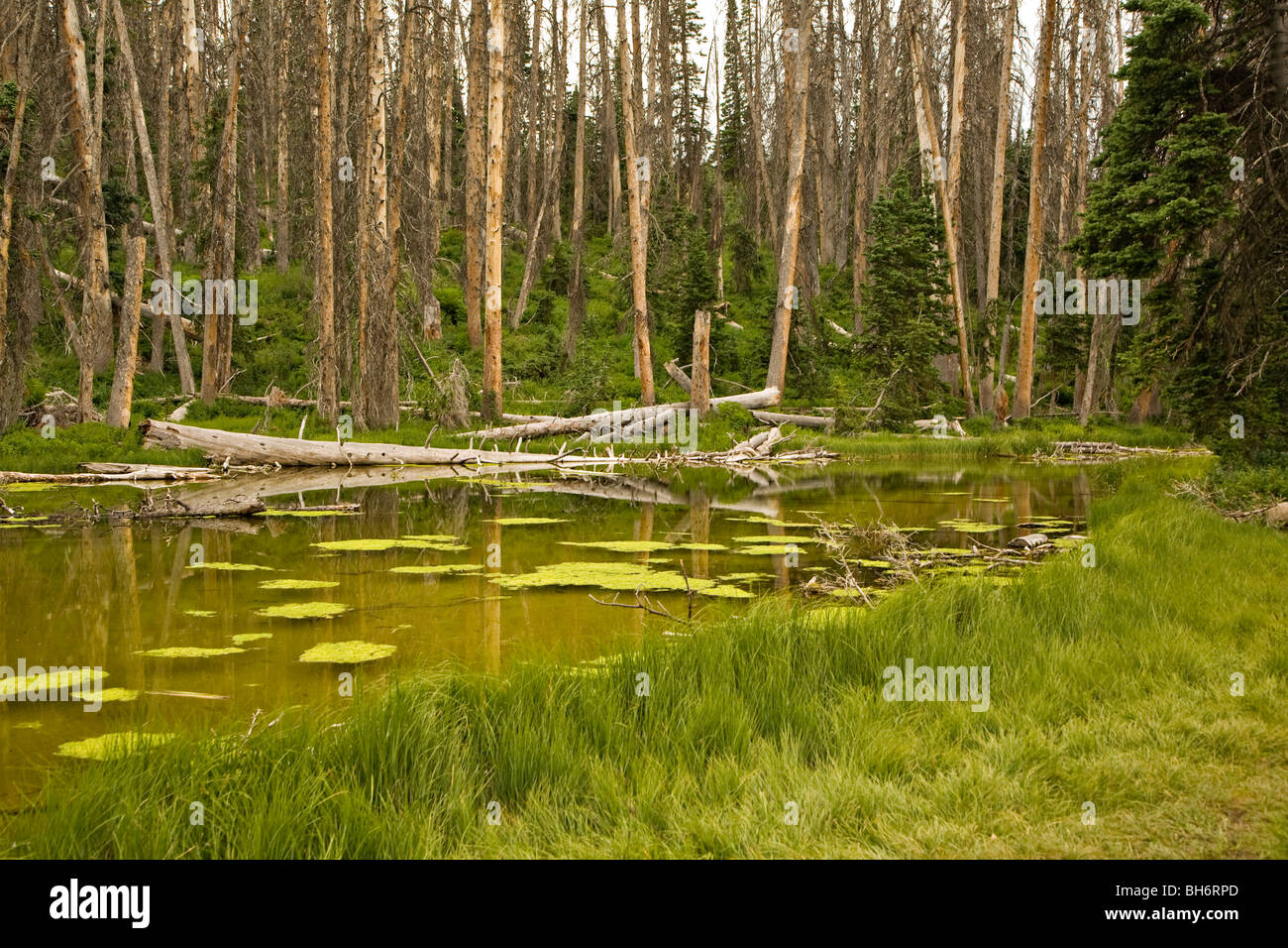 Il laghetto alpino lungo il laghetto alpino Loop Trail in Cedar Breaks National Monument, Utah Foto Stock