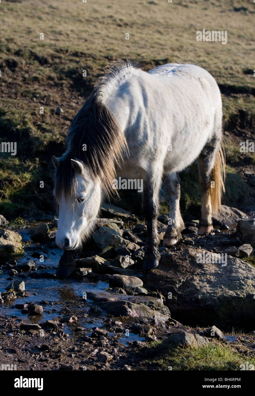 Cavallino Bianco unico maschio adulto bere Pembrokeshire, Galles Foto Stock