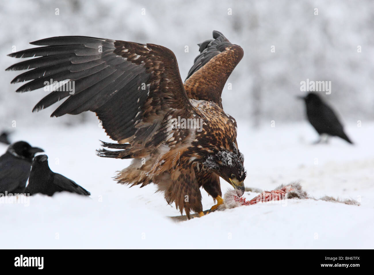 Wild White-tailed Eagle (Haliaetus albicilla) alimentazione sul capriolo tela Foto Stock