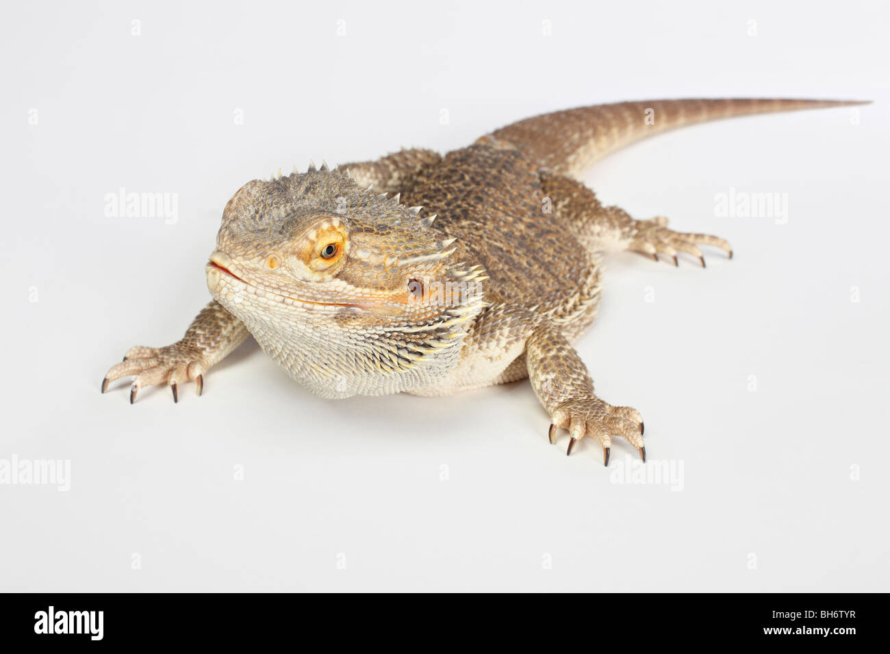 bearded australiano dragon lizard full-length su sfondo bianco Foto Stock