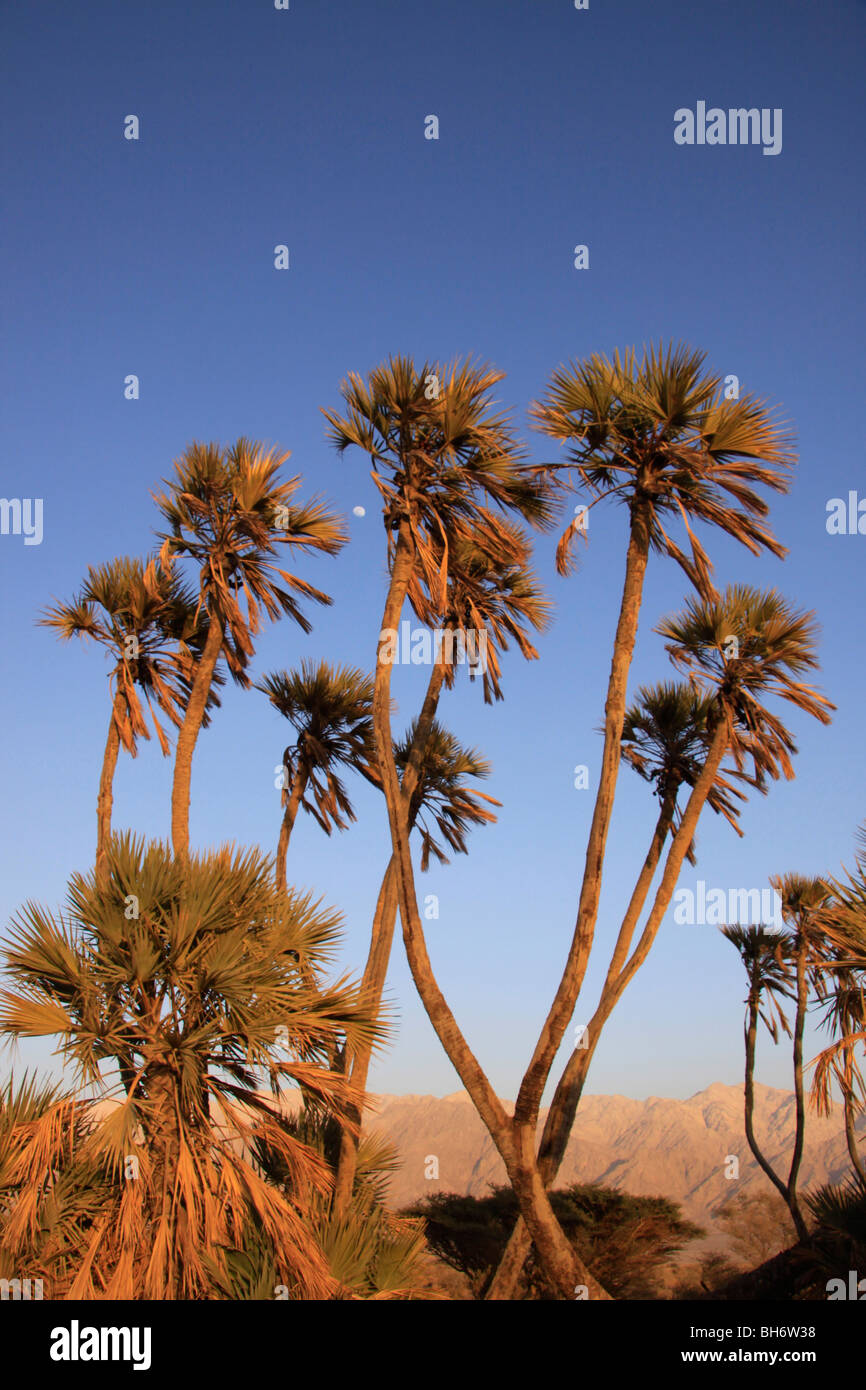 Israele, Arava, Doum Palm (Hyphaene thebaica) alberi in Evrona Foto Stock