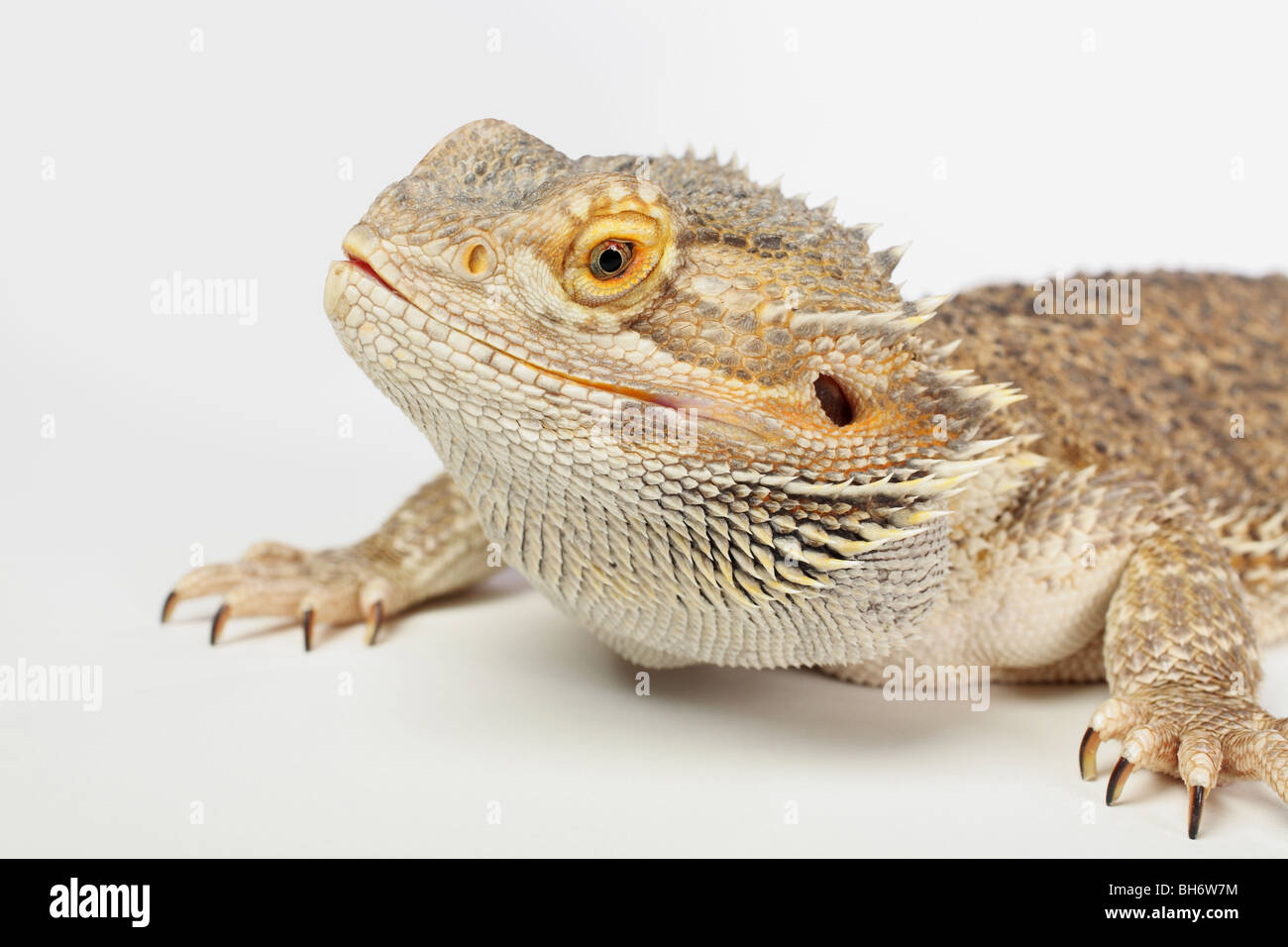 Close-up di australian barbuto dragon lizard su sfondo bianco Foto Stock