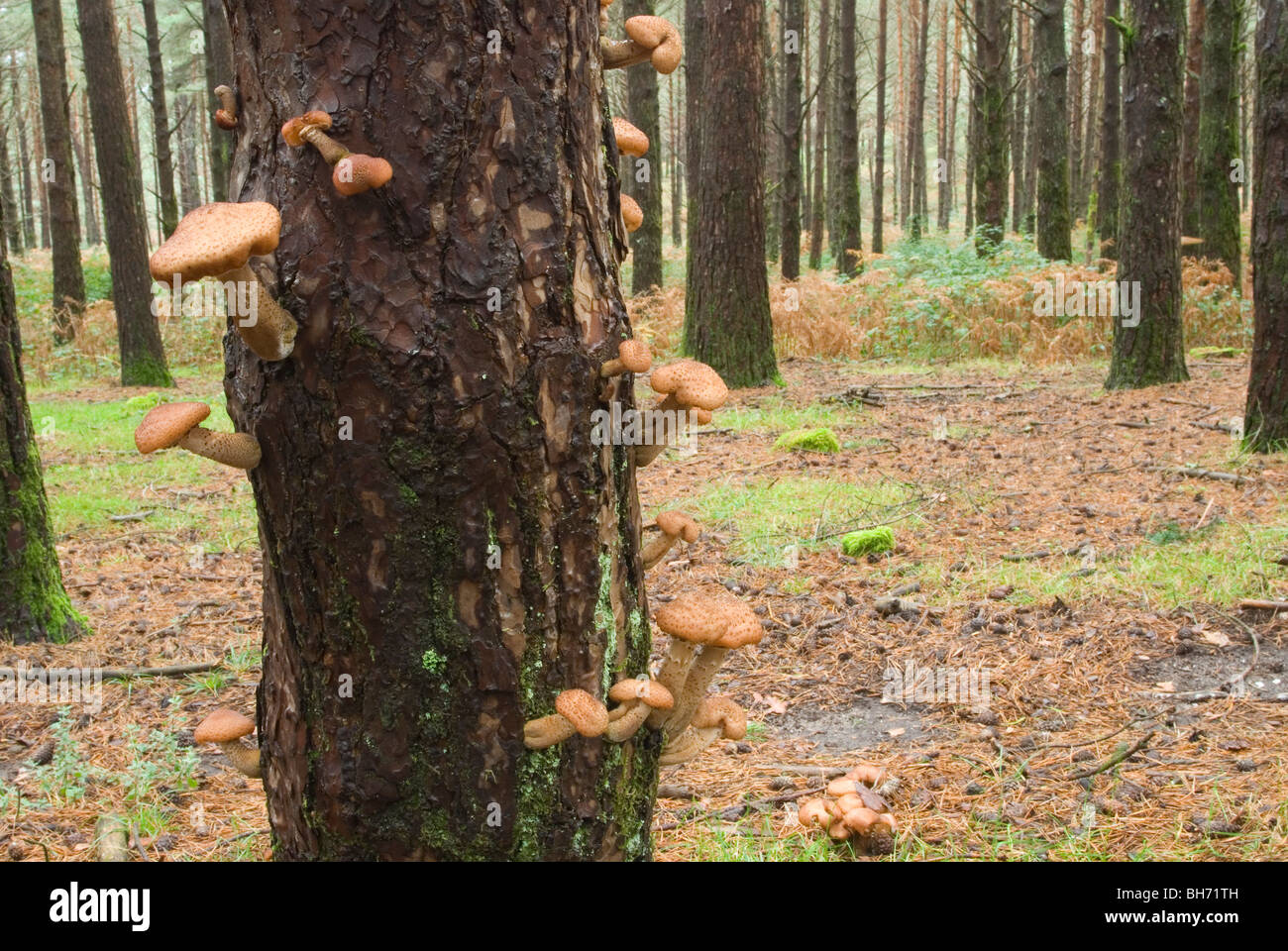 Il miele fungo comunemente noto come Shoestring Rot (Armillaria ostoyae) su un tronco di pino. Foto Stock