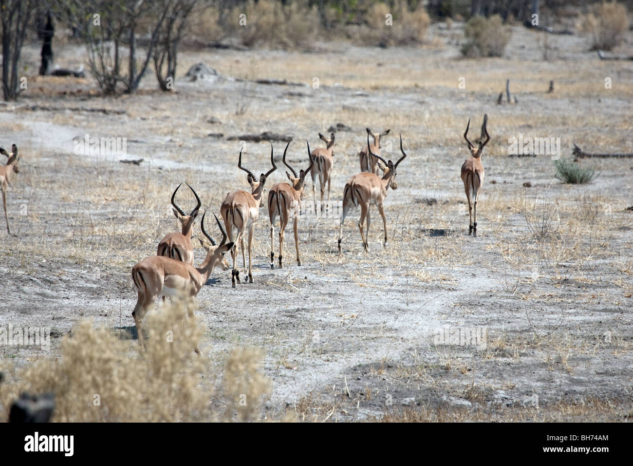 Impala Foto Stock