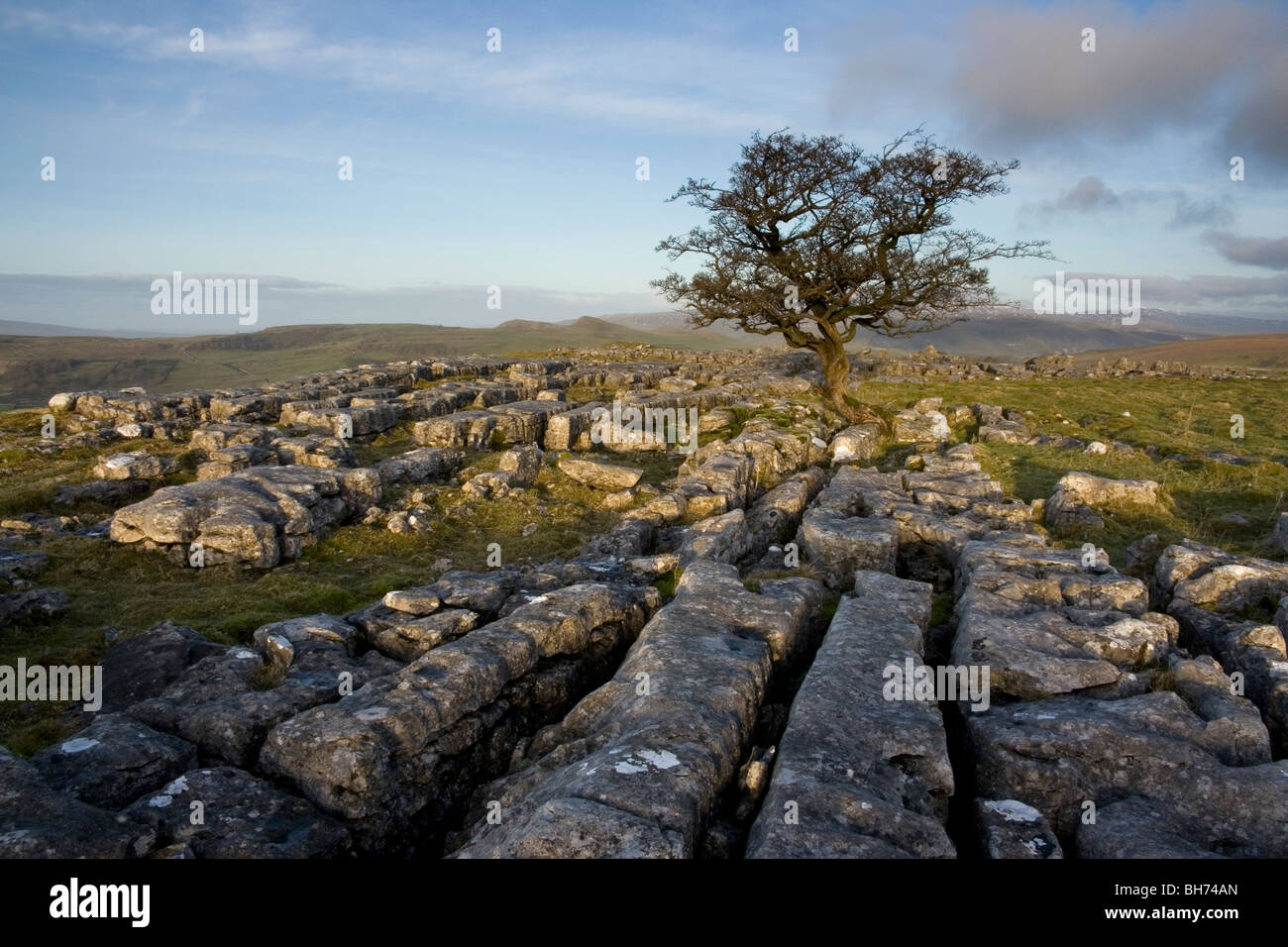 Un lone tree cresce sulla pavimentazione di pietra calcarea a pietre Winskill vicino a stabilirsi nel Yorkshire Dales National Park Foto Stock