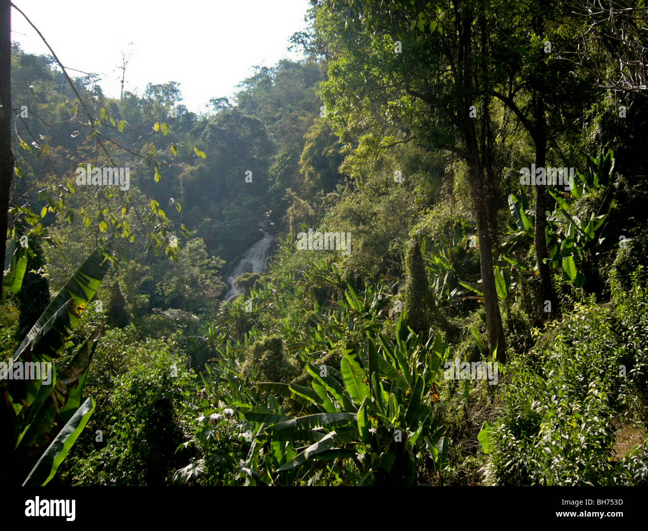 Thailandia, lussureggiante foresta tropicale paesaggio nelle isole Foto Stock