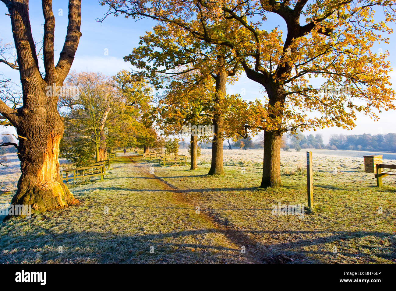 Pishiobury Park in una fredda mattina di autunno Foto Stock