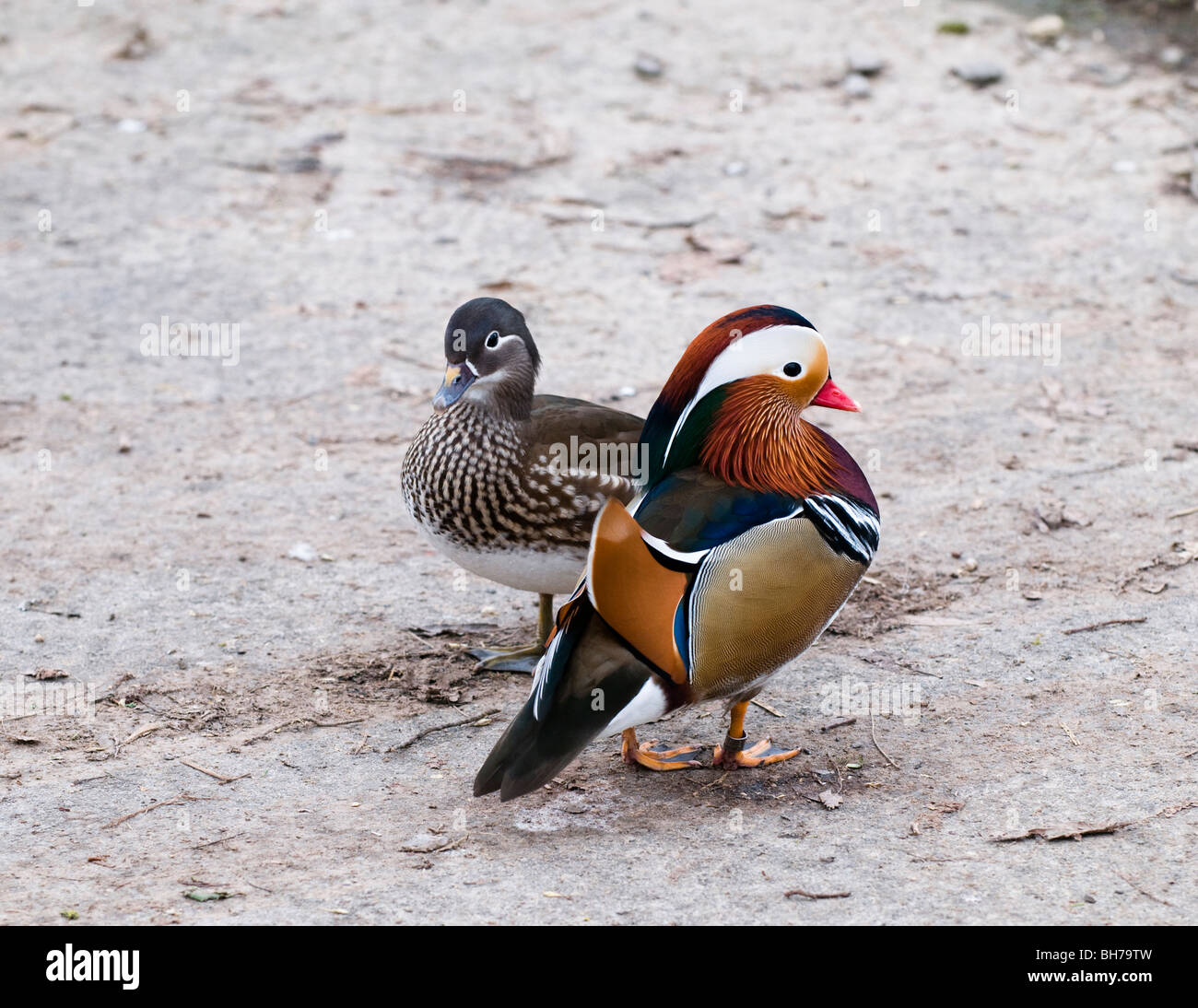 Maschio e femmina anatre mandarino, Aix galericulata, a Slimbridge WWT Foto Stock