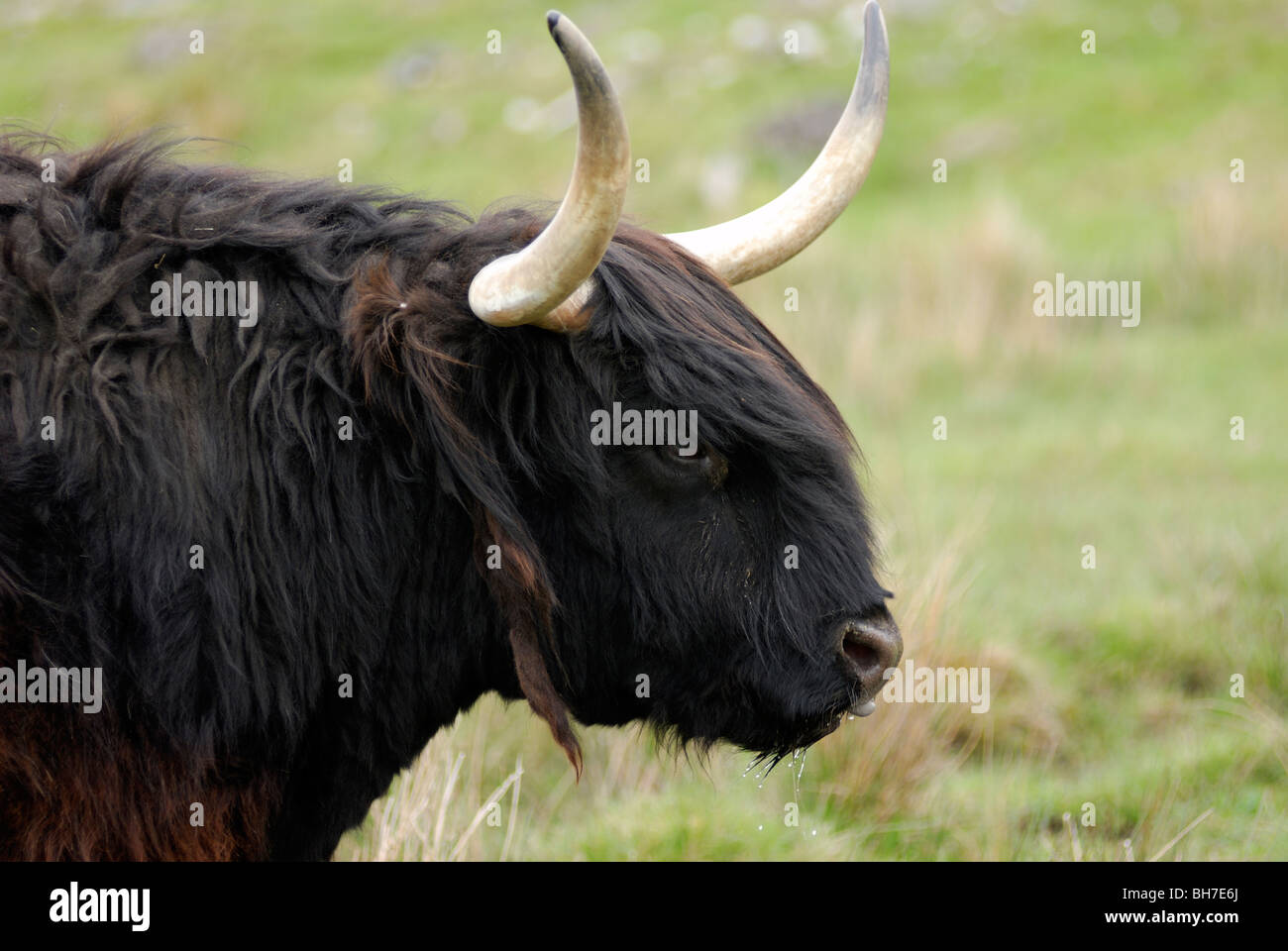 Nero highland steer, Highland Wildlife Park, Kincraig, Kingussie, Scozia Foto Stock
