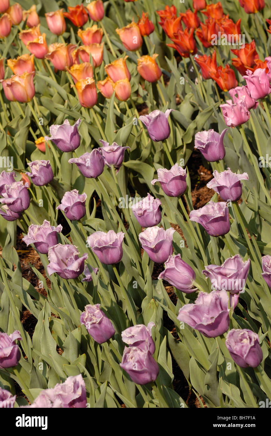 Un bellissimo giardino di tulipani in primavera. Foto Stock