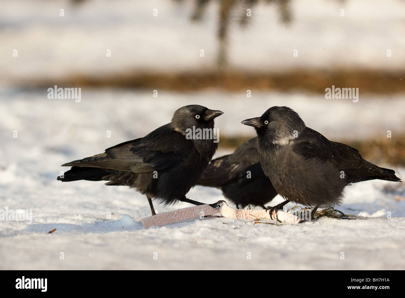 Corvus monedula Daw Taccola uccello selvatica Foto Stock