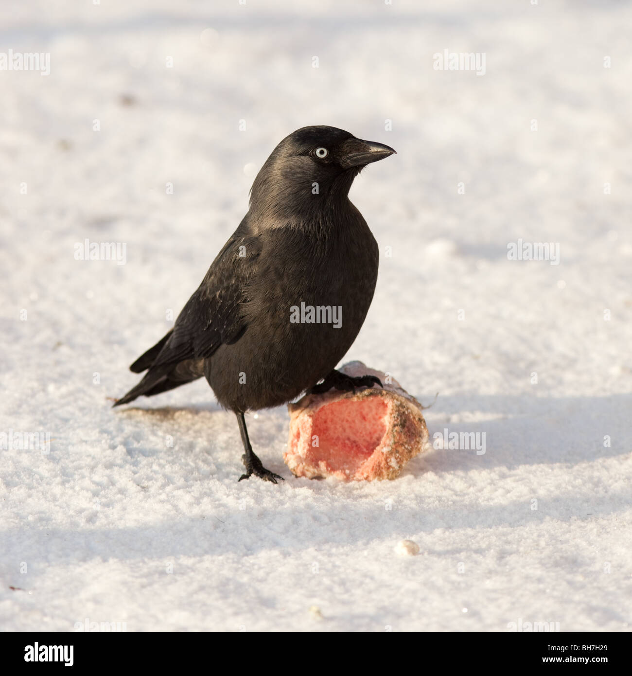 Corvus monedula Daw Taccola uccello selvatica Foto Stock