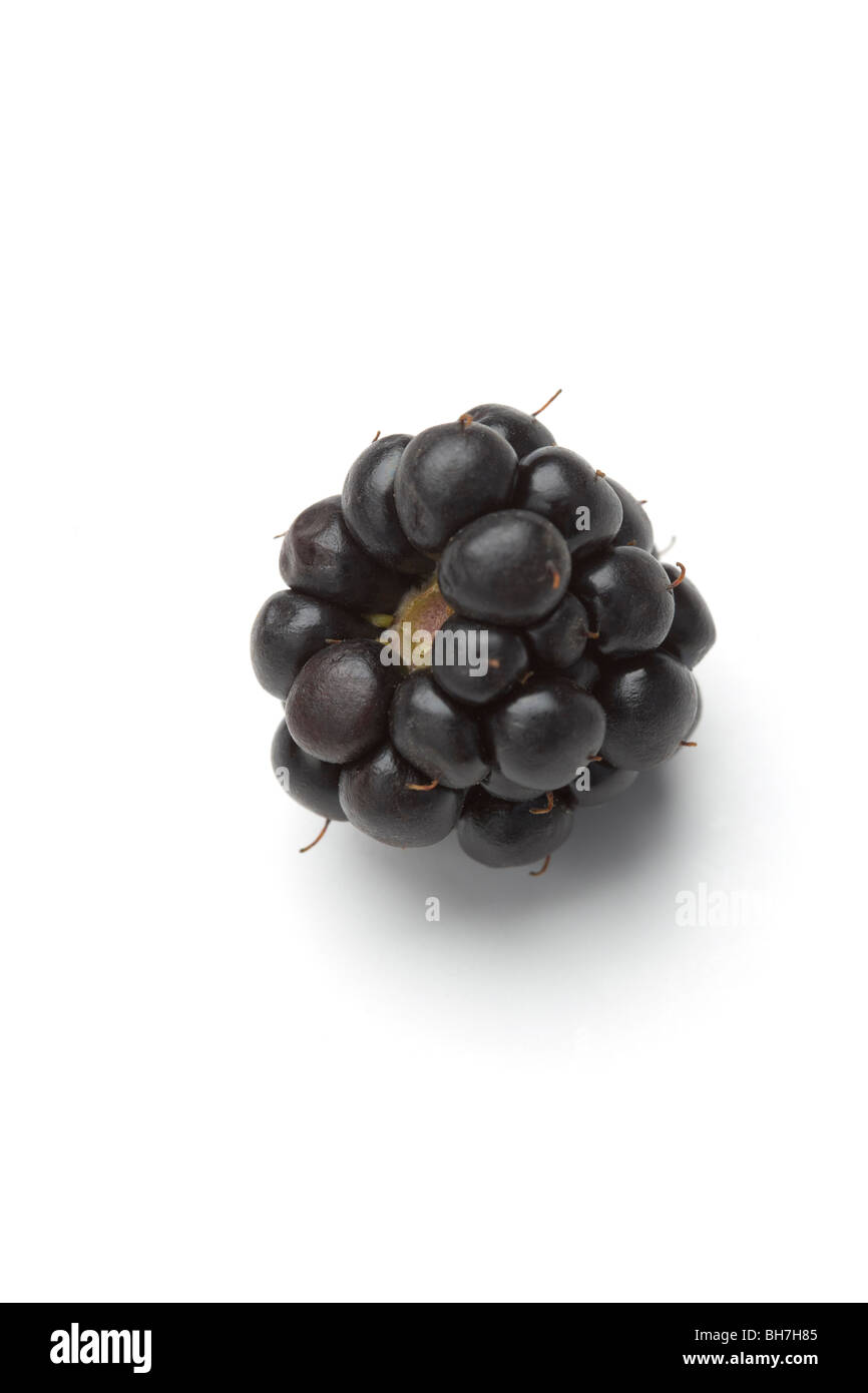 Solo blackberry su uno sfondo bianco Foto Stock