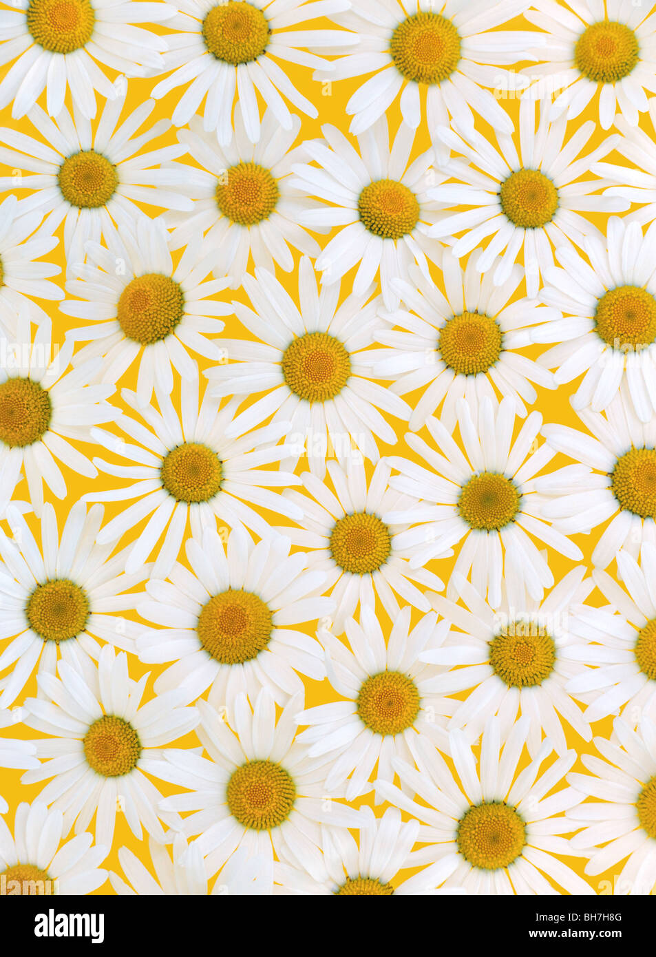 Fresche margherite su sfondo giallo Foto Stock