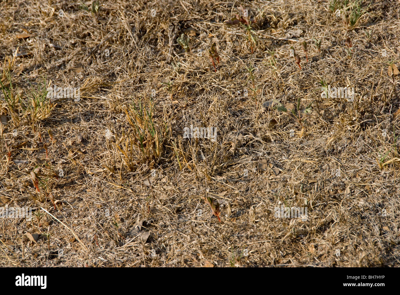 La siccità e la mancanza d'acqua e oltre 100 F grado di temperatura ucciso dal calore di erba e vegetazione in Austin, Texas Foto Stock