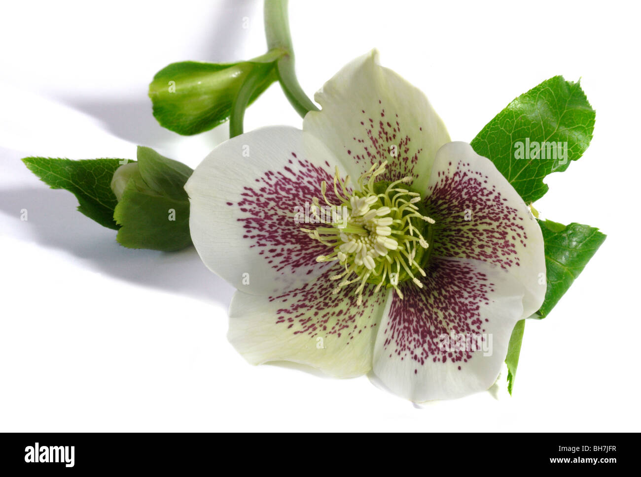 Helleborus bianco Foto Stock