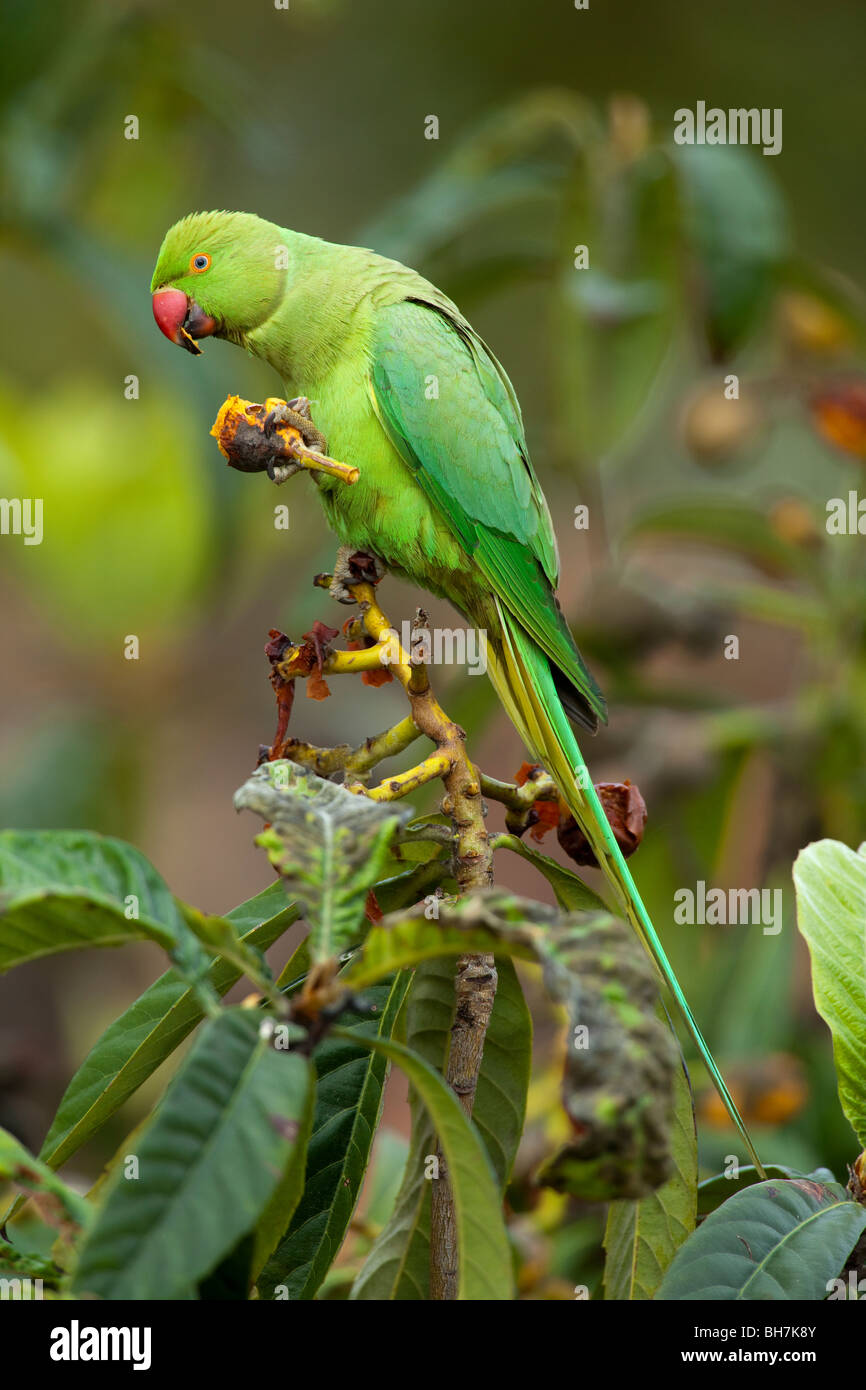 Ad anello o a collo alto ROSE-inanellati parrocchetto (Psittacula krameri) comune mangiare nespola frutto (Mespilus germanica). Foto Stock