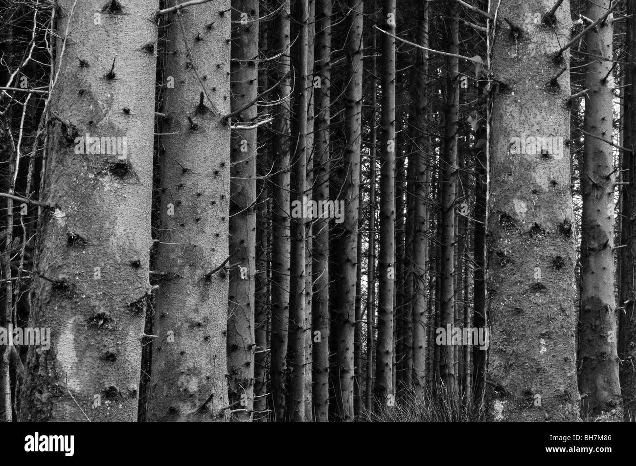 Close up dettaglio di tronchi di alberi in bianco e nero, Cwm Ffynone, Wales, Regno Unito Foto Stock