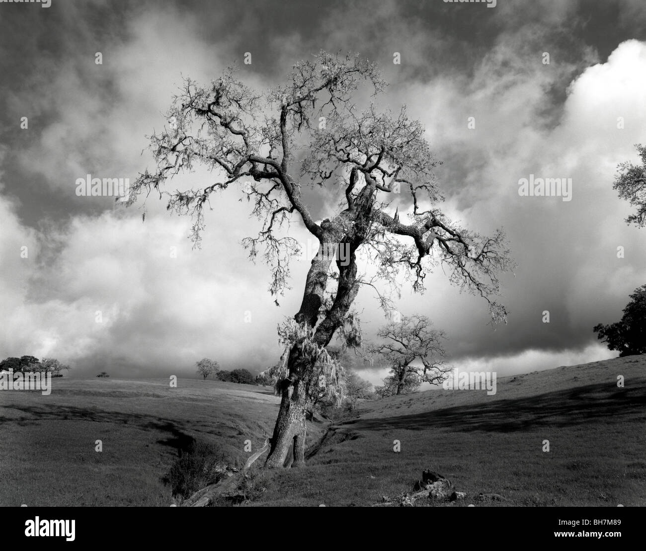 CALIFORNIA - alberi di quercia nelle montagne di Santa Ynez vicino Solvang. Foto Stock