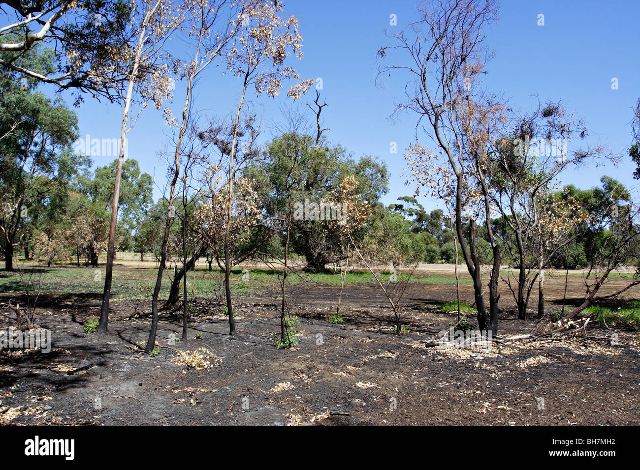 Alberi recuperando da bush fire a Canning Fiume Parco Regionale vicino a Perth, Western Australia. Foto Stock
