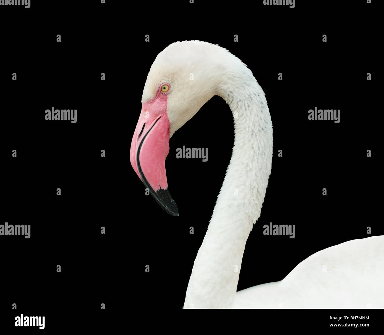 Testa e collo flamingo su uno sfondo nero. Foto Stock