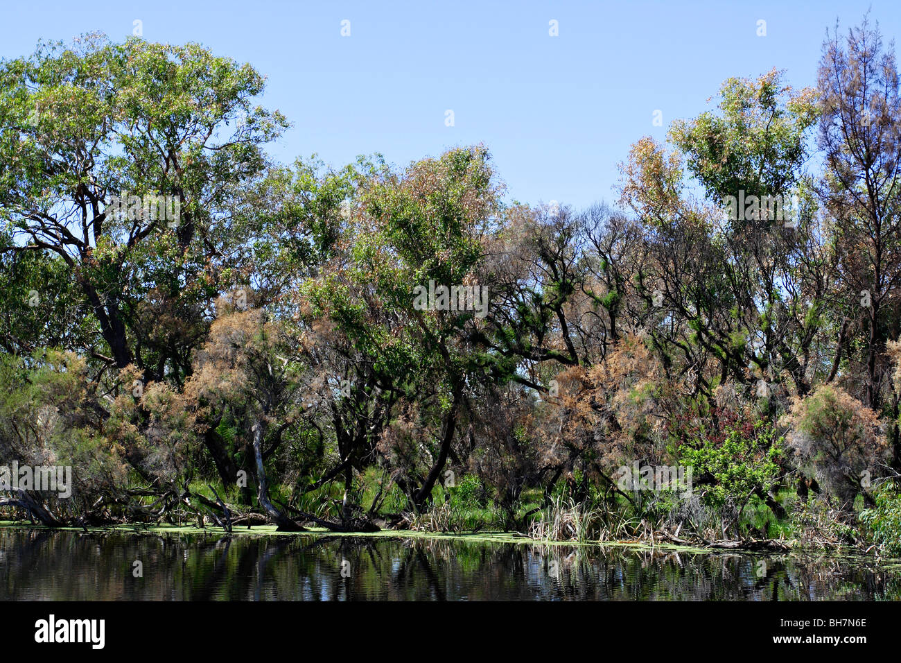 Forest quasi completamente recuperato dal bush fire a Canning Fiume Parco Regionale vicino a Perth, Western Australia. Foto Stock