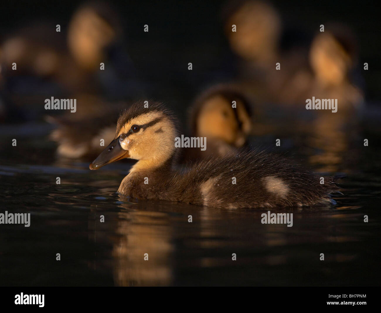 Mallard anatroccolo (Anas platyrhynchos) Foto Stock