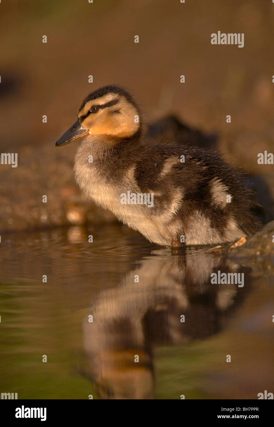 Mallard anatroccolo (Anas platyrhynchos) Foto Stock