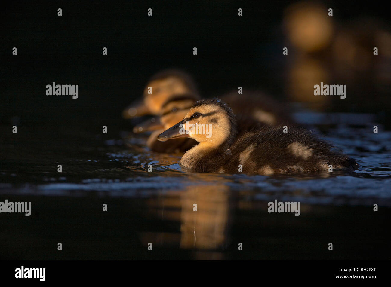 Mallard anatroccolo (Anas platyrhynchos) Foto Stock
