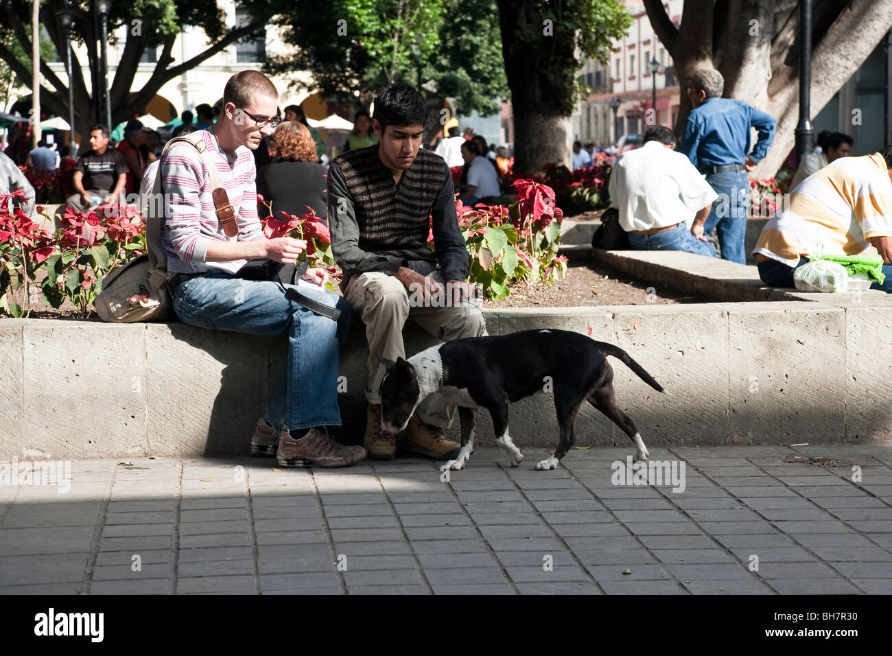 Giovane maschio giovane seduti su un muretto con la loro bull terrier nella città di Oaxaca Zocalo, Messico Foto Stock