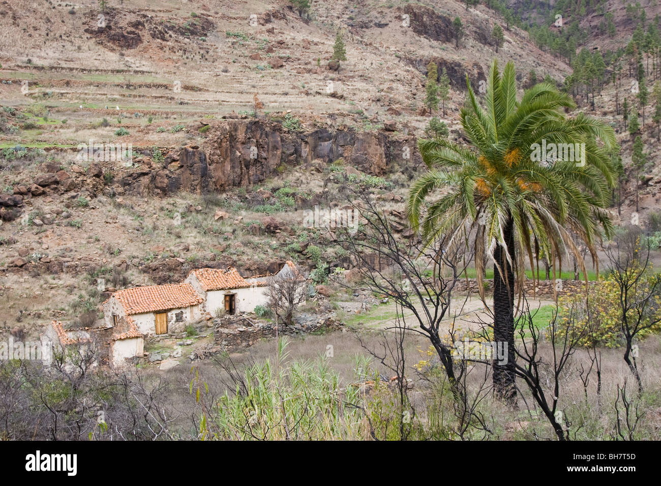Casa in rovina e canarino palme in Ayagaures Barranco in San Bartolome de Tirajana nel sud di Gran Canaria Foto Stock