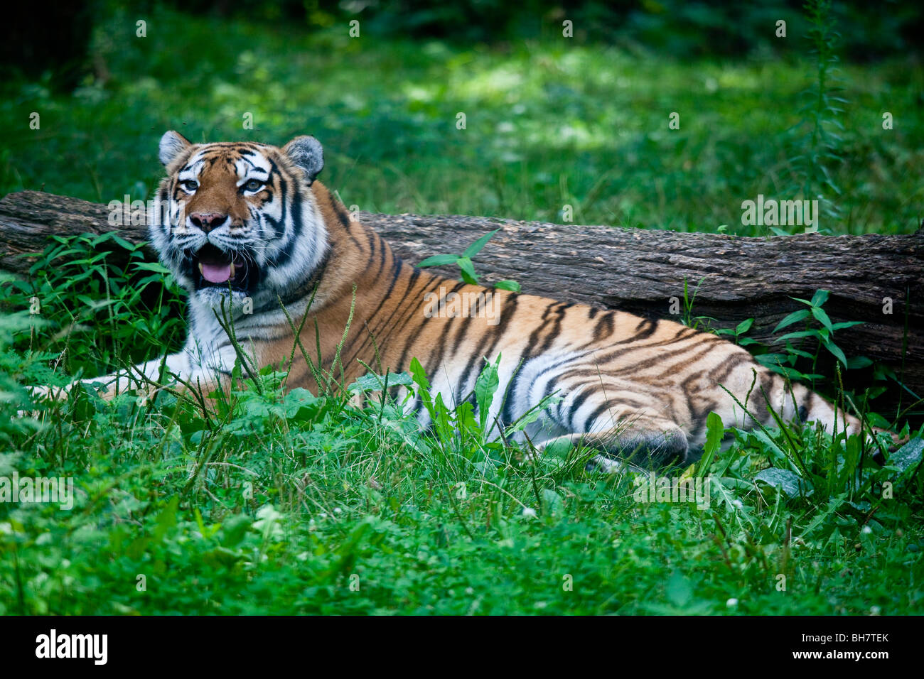 Tiger al Bronx Zoo di New York Foto Stock