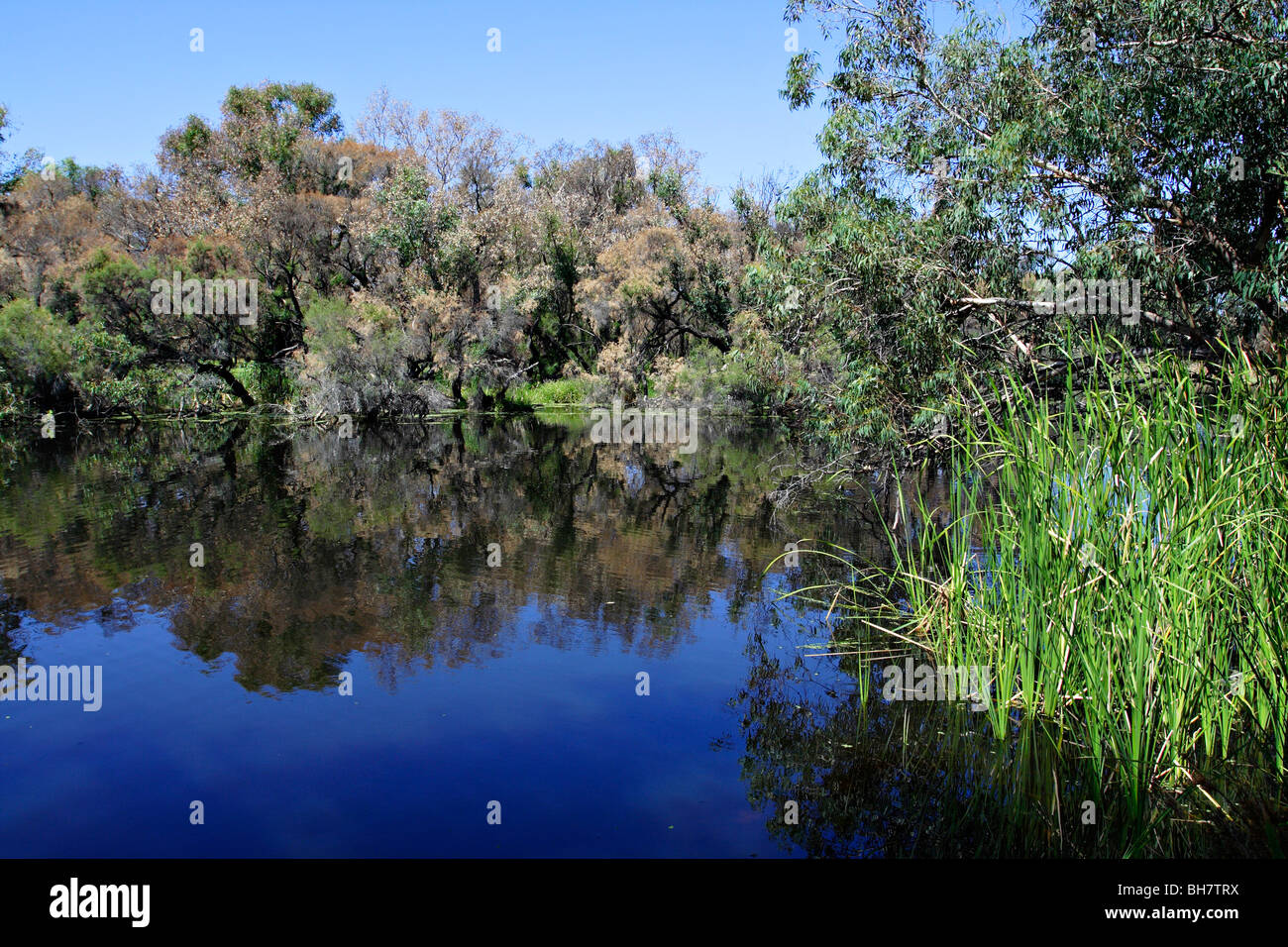 Vegetazione a Canning Fiume Parco Regionale vicino a Perth, Western Australia. Foto Stock