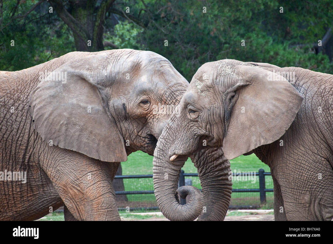 Due elefanti con i trunk intrecciano Foto Stock