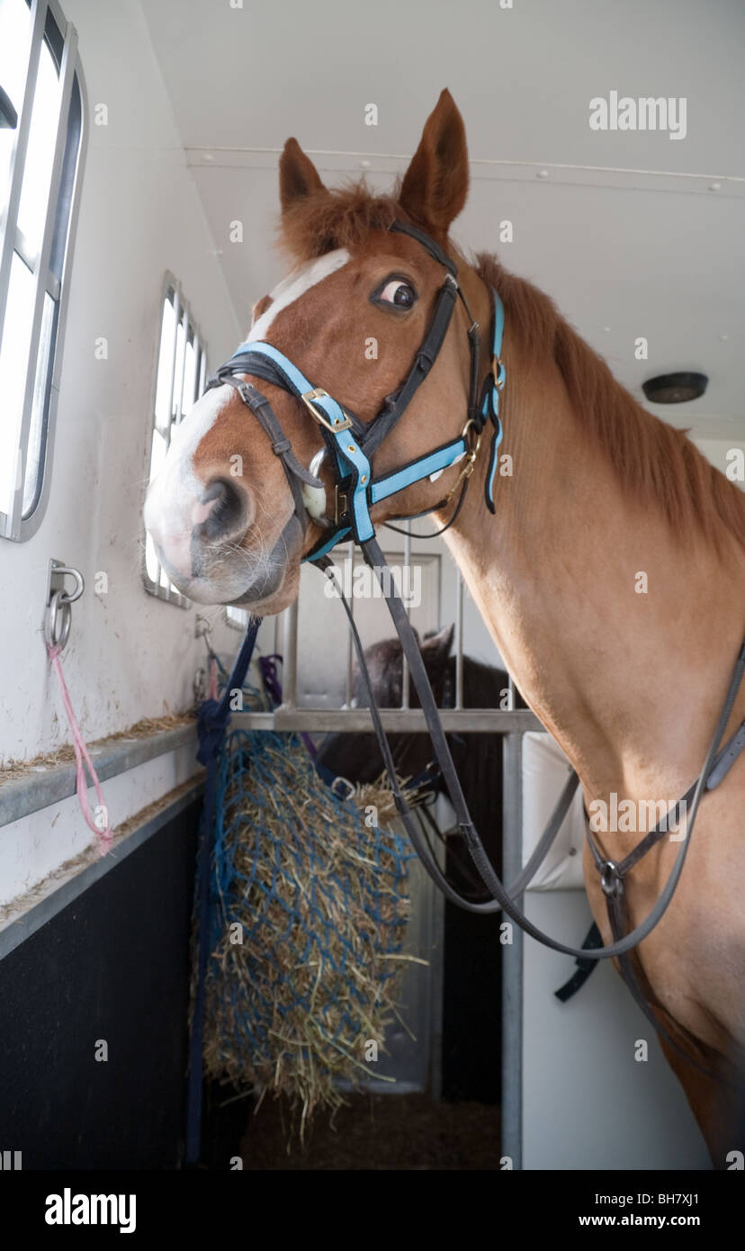 Un cavallo nel suo van per cavalli Foto Stock