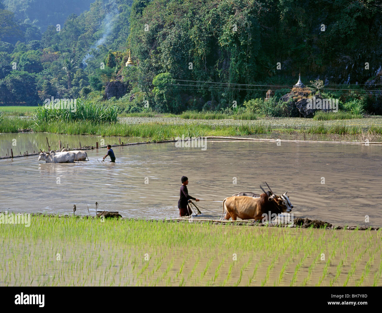 Giovani uomini l'aratura con buoi nell'acqua di risaia Junge Männer pflügen Naßreisfelder mit Ochsen Kayin membro MYANMAR Birmania Foto Stock