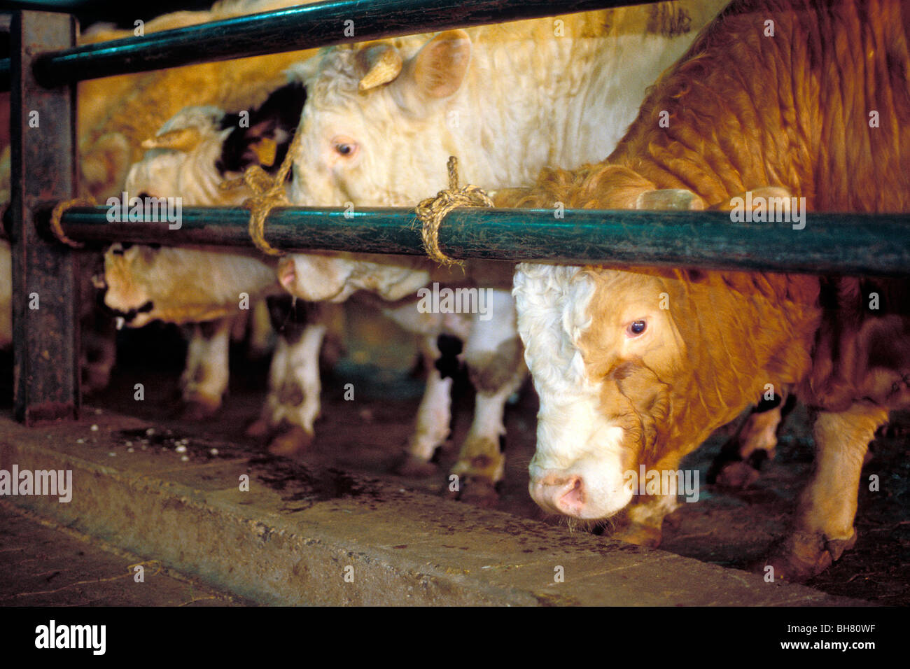 BULL asta, il mercato del bestiame, PARTHENAY (79), Francia Foto Stock