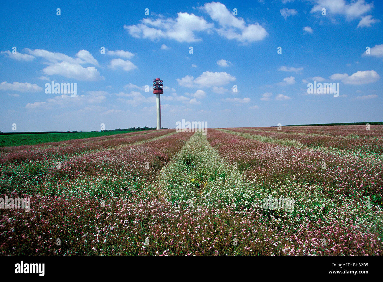 Colorato campo COLTIVATO NELLA BEAUCE nella parte anteriore di una radio di una stazione relay, EURE-ET-LOIR (28), Francia Foto Stock