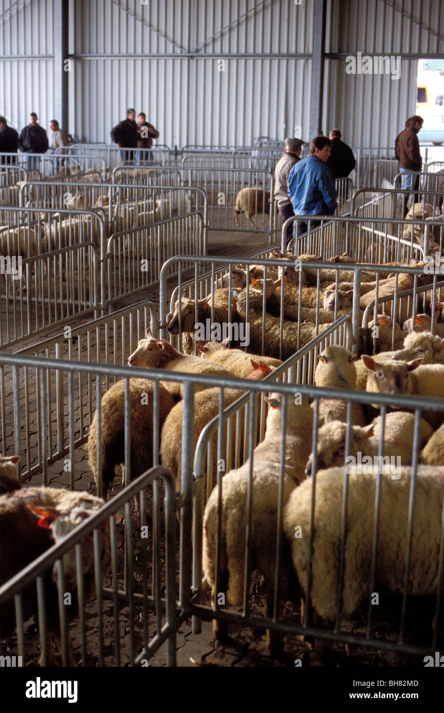Pecore al mercato del bestiame, PARTHENAY (79), Francia Foto Stock
