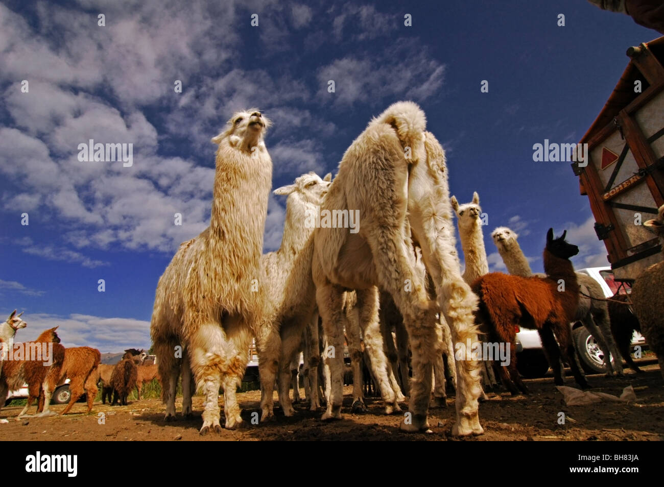 Ecuador, Sauisili, pelo bianco Alpaca (Vicugna pacos), specie animali domestiche di South American camelid, apprezzati per le loro fibre Foto Stock
