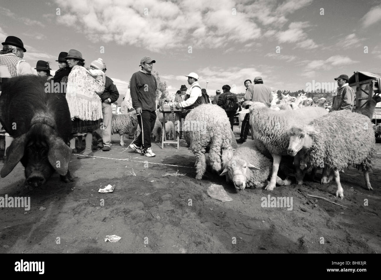 Ecuador, Saquisili, folla di persone e gruppi di animali muttons e llama al mercato del bestiame contro sky Foto Stock