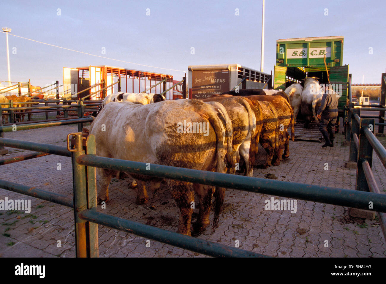 Mercato del Bestiame, PARTHENAY (79), Francia Foto Stock